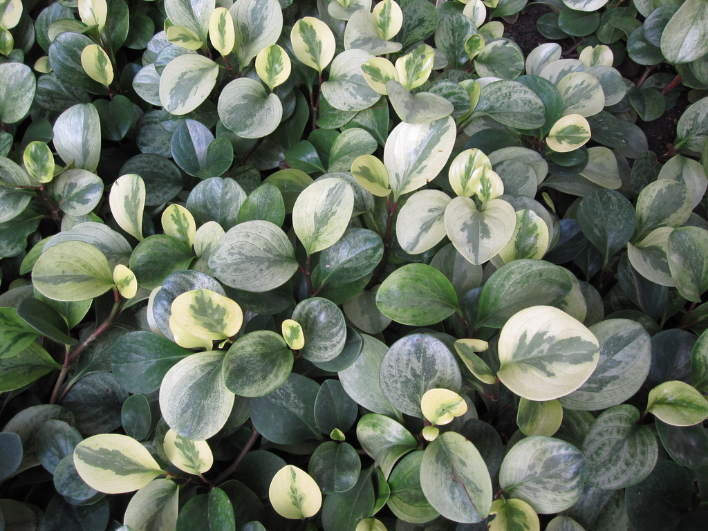 پپروسیا ابلق،‌ blunt-leaved peperomia، marble peperomia, baby rubber plant, pepper face, Florida pep